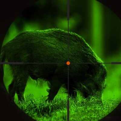 Wieder da - ASP-Aufwandsentschädigung für das abgelaufene Jagdjahr 2024/25