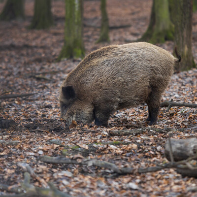 Schwarzwildprämie